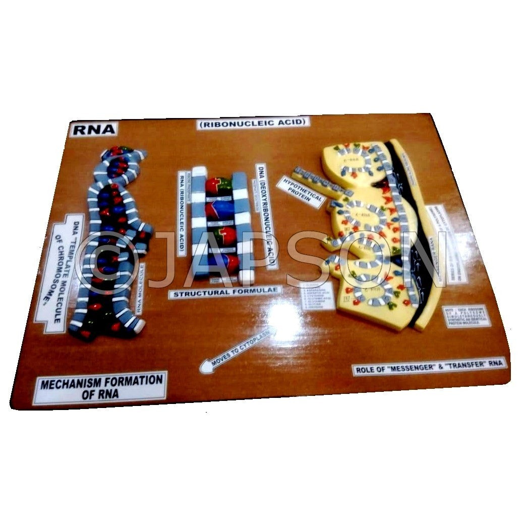 Model, RNA, on Board Model, RNA, on Board